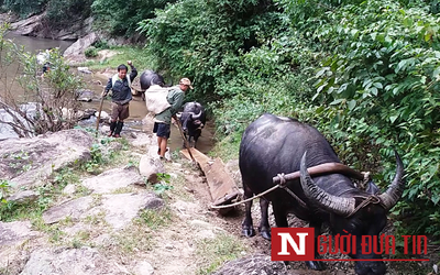 Video: Vào tận rừng sâu, xem gỗ lậu 'nối đuôi' trâu về bản
