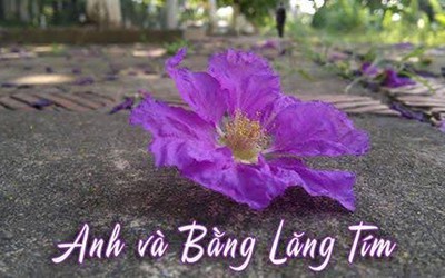 Bài dự thi: Anh và bằng lăng tím