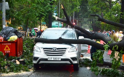 TP.HCM: Mưa tiếp tục đổ, cây đè nhiều ô tô