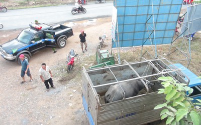 'Trâu điên' húc người trọng thương, ai phải bồi thường thiệt hại?