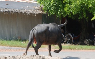 Trâu điên húc nhiều người nhập viện, ai chịu trách nhiệm bồi thường?