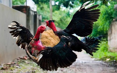 Ngày xuân, tản mạn về những bi kịch quanh thú đá gà của người Việt