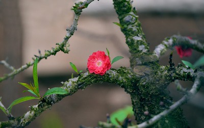 Nao lòng với bộ ảnh ‘hoa cỏ mùa xuân’ báo hiệu tết đã về