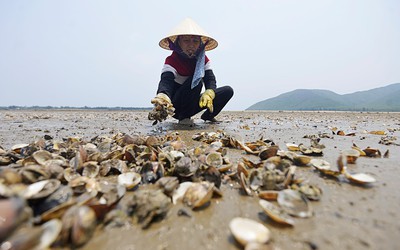 Công bố nguyên nhân ngao chết hàng loạt ở Thanh Hóa