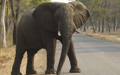 Zimbabwe bán voi cho Trung Quốc để gây quỹ bảo tồn thiên nhiên