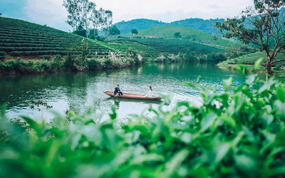 Sau trang trại cừu, giới trẻ Nghệ An lại mê mẩn với đảo chè