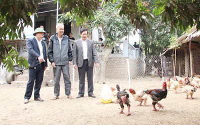 Gà Đông Tảo chết bất thường ở Hưng Yên: Cố tình thổi phồng sự việc?