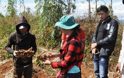 Gia Lai: Gừng rớt giá thê thảm, nhiều nông dân có nguy cơ trắng tay