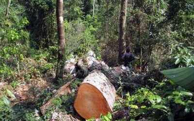 'Máu rừng' vẫn chảy ở vườn quốc gia Ba Bể