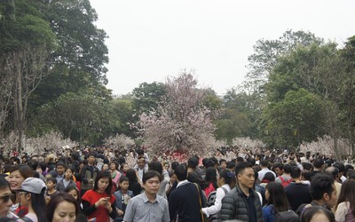 Lễ hội hoa anh đào Hà Nội: Anh đào Nhật kém sắc do thời tiết