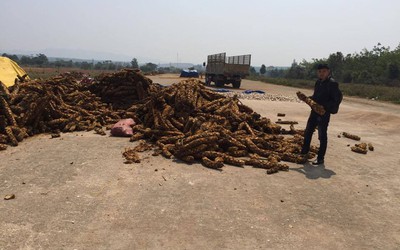 Thương lái Trung Quốc 'vơ vét' dược liệu quý ở Tây Nguyên