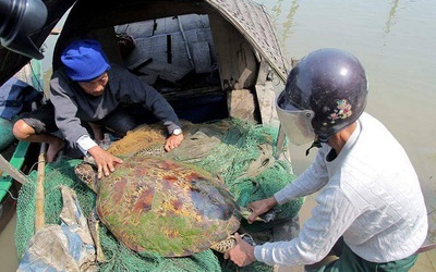 Rùa vàng mắc lưới ngư dân trên sông Lam