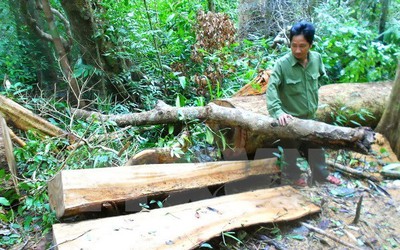 Phó Thủ tướng yêu cầu kiểm tra việc phá rừng phòng hộ tại Phú Yên