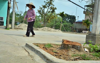 Vụ chặt hạ hàng loạt cây xanh ở Thạch Thất: Huyện không chỉ đạo