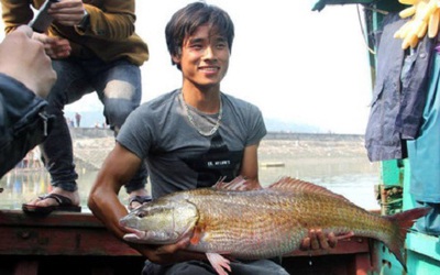 Trả hơn nửa tỷ đồng vẫn chưa mua được cá sủ vàng nặng 8kg