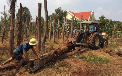 Hàng trăm hecta tiêu 'chết trắng', dân lâm cảnh nợ nần chồng chất