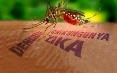 99,9% người dân Nha Trang ủng hộ thả muỗi vằn phòng ngừa Zika