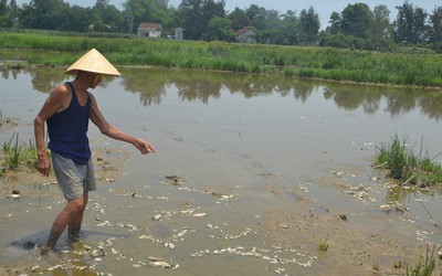 Đà Nẵng: Đi tìm nguyên nhân cá chết hàng loạt ở bàu Lệ Sơn