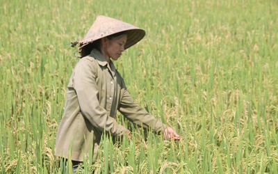 Nguyên nhân nào khiến hàng ngàn ha lúa tại Hà Tĩnh bị mất trắng?