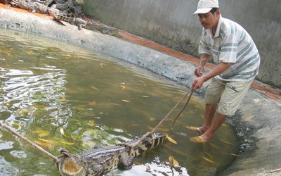 Bị bỏ đói vì rớt giá, cá sấu cũng... khóc