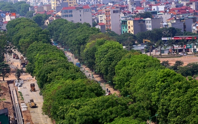 Chặt hạ 1.300 cây xanh: Chuyên gia nói 'đau' cũng phải làm