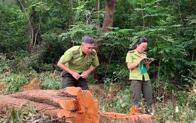 Kiểm lâm vào cuộc vụ chặt 60 cây gỗ trong rừng đặc dụng ở Thanh Hóa