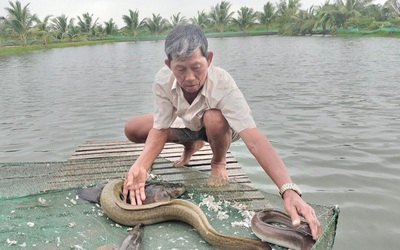 Nắm bí quyết nuôi cá "lớn nhanh như thổi", ông nông dân nhẹ nhàng kiếm 5 tỷ đồng