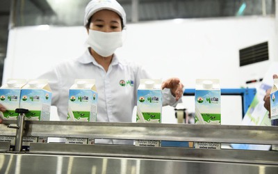 Mộc Châu Milk tăng vay vốn trong bối cảnh kinh doanh sa sút