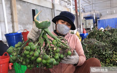 Giá cau bất ngờ lao dốc, thương lái thu mua cầm chừng