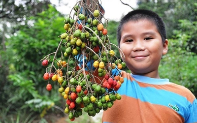 Đừng chỉ ăn quả, lá và vỏ loại cây này "đại bổ", ở quê xin nhau còn được