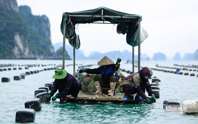 Tăng cường sản xuất thủy sản các tháng cuối năm