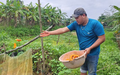 Nuôi con "hiền như đất" mê ăn bí, anh nông dân thu lãi 200 triệu đồng rất nhẹ nhàng