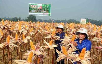 Công nghệ sinh học giúp cây trồng tăng cường khả năng chống chịu với biến đổi khí hậu