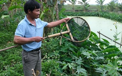 Anh nông dân lãi 400 triệu đồng/năm nhờ "bẻ lái" nuôi con đặc sản siêu mắn đẻ