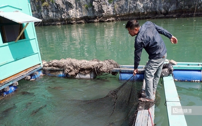 Hải Phòng: Người dân “ngóng” khoản vay ưu đãi khắc phục hậu quả của bão