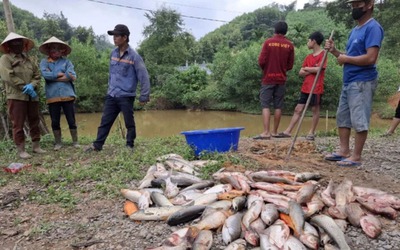 Điều tra vụ cá trong ao của nhiều hộ dân chết hàng loạt, nghi bị đầu độc