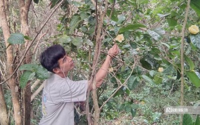 Hành trình biến loài cây dại trên rừng thành "mỏ vàng" của anh thanh niên "gàn dở"