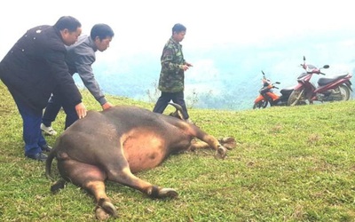 Hàng chục con trâu bò chết bất thường ở Nghệ An: Xác định nguyên nhân ban đầu