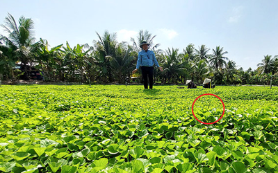 Ông nông dân lãi 1 tỷ đồng nhờ "bẻ lái" trồng thứ rau dại xưa chỉ cho trâu bò ăn