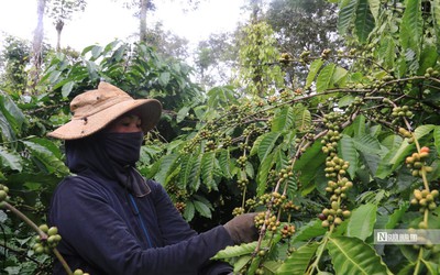 Cà phê tăng giá kỷ lục, nông dân Đắk Lắk đối diện với nỗi lo mất mùa