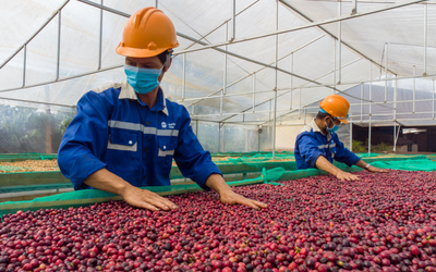 Cà phê sốt giá trên toàn cầu, nông dân Việt Nam thu lãi đậm, nhưng đâu mới là mức giá bền vững?