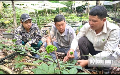 Hơn 2.000 hộ dân Xê Đăng thoát nghèo nhờ sở hữu "báu vật" của người Việt