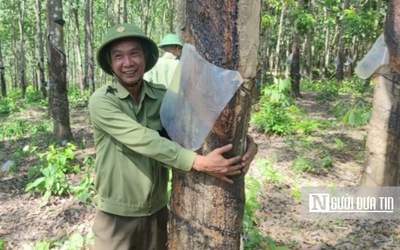 Gia Lai: UBND tỉnh chỉ đạo xác minh vụ 359 ha cao su vô chủ trên đất rừng