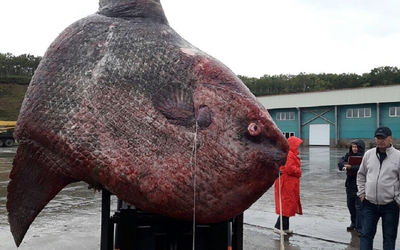 Ngư dân bắt được cá "khổng lồ" xấu xí nặng 1 tấn