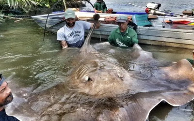 Cần thủ câu được con cá đuối khổng lồ dài 2m, nặng 240kg
