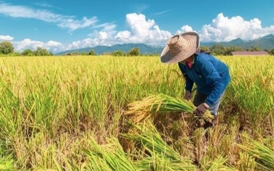 Giá nông sản 14/7: Hồ tiêu duy trì ổn định, lúa đi ngang, gạo giảm nhẹ