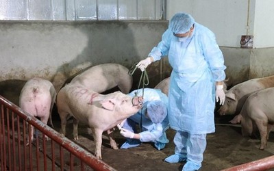 Thủ tướng yêu cầu xử lý dứt điểm các ổ dịch tả lợn châu Phi