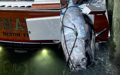 Ngư dân câu được con cá ngừ khổng lồ nặng 377kg