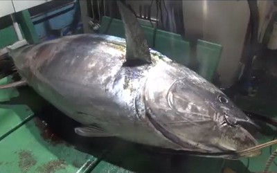 Ngư dân câu được con cá ngừ khổng lồ nặng 400kg, giá 63 tỷ đồng