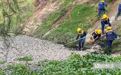 Đà Nẵng: Truy tìm nguyên nhân khiến 10 tấn cá chết sau mưa